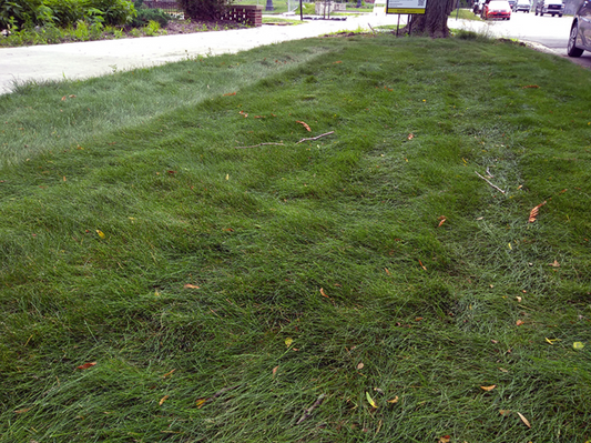 Understanding Fescue Grass: Planting and Maintenance Tips for a Healthy Lawn