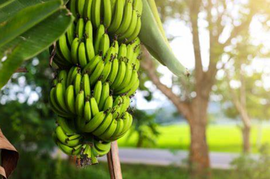 How to Successfully Grow Dwarf Cavendish Banana Trees: The Must-Follow Steps