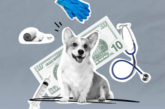 2024 VCA CareClub: A Comprehensive Review of Pet Insurance