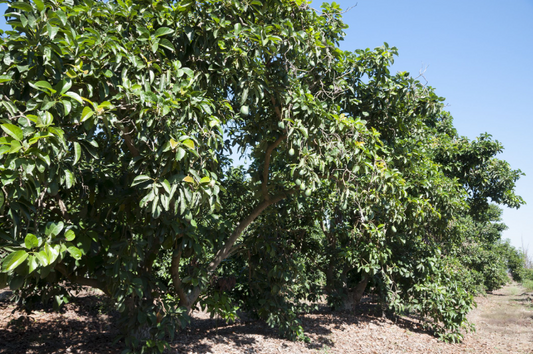 Mastering the Art of Cultivating Cold-Tolerant Mexicola Avocado Trees: A Complete Handbook