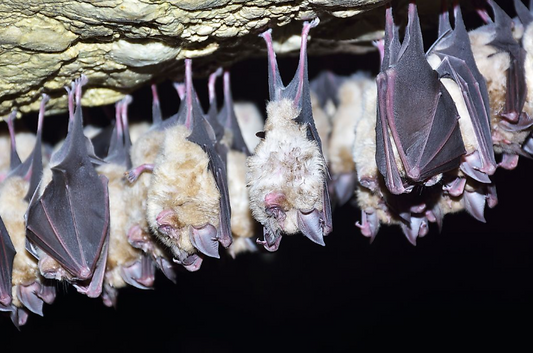 2020 Guide: How Much Will It Cost to Have Bats Removed?