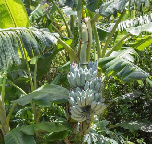 From Seed to Scoop: How to Successfully Cultivate Ice Cream Bananas