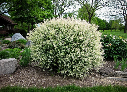 Unveiling the Beauty of Tri-Color Dappled Willow Trees: A Complete Guide