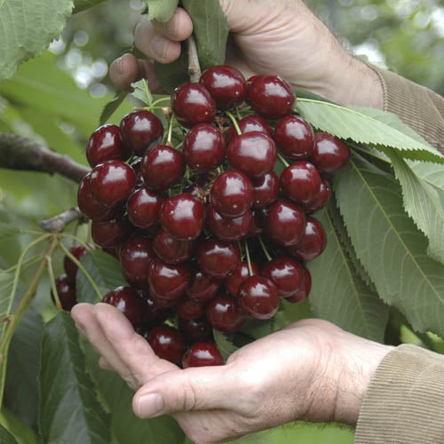 From Blossom to Bounty: The Ultimate Guide to Growing and Caring for Stella Cherry Trees