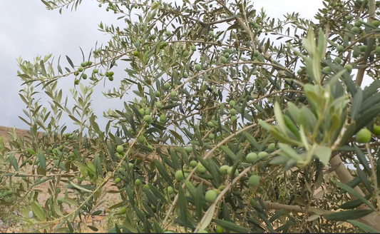 The Complete Guide to Arbequina Olive Trees: A Comprehensive Resource for Cultivating and Maintaining Arbequina Varieties