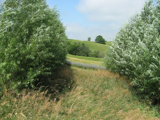 Everything You Need to Know About Hybrid Willow Trees