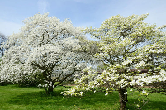 Unleash the Beauty: A Step-by-Step Guide to Cultivating White Dogwood Trees