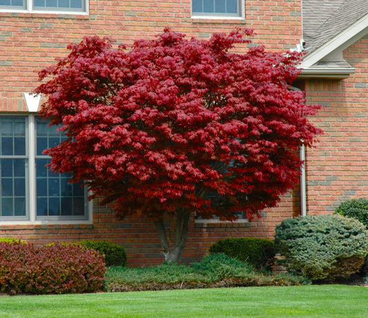 Unveiling the Beauty of Bloodgood Japanese Maple Trees: A Complete Guide