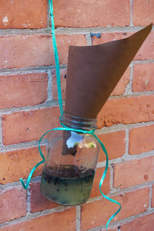 The Ultimate 2024 Buyer's Guide to the Best Fly Traps on the Market