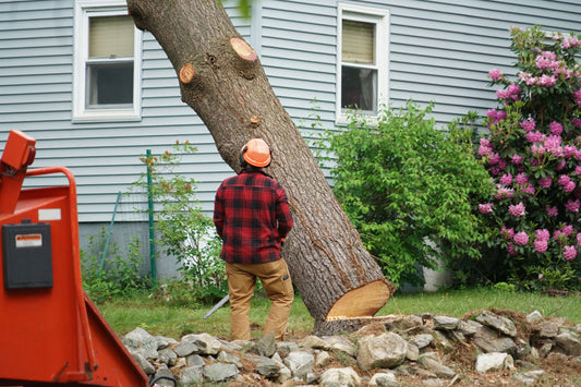 The Cost of Tree Removal: A Comprehensive Guide for 2024