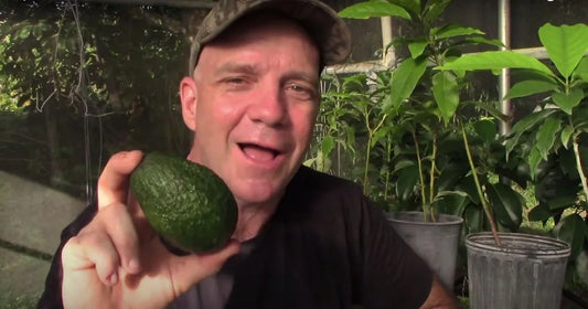 The Hass Avocado Bible: A Comprehensive Guide to Growing Perfect Trees