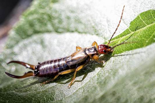 How To Effectively Get Rid Of Earwigs